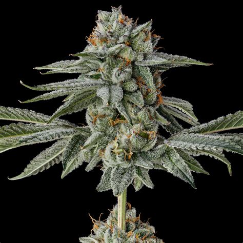 Strawberry Cherry Gelato Weed Strain Information